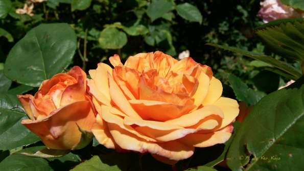 Bois des Moutiers (95) Juin 2012